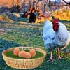 Decorative Flowers 2 Pcs Nesting Mats Chicken Cage Cushions Washable Rugs Practical Grass Egg Rug