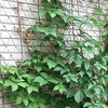 لتوازم الحديقة الأخرى دعم المصنع المعاوضة 3 مم الحبل الطبيعي الحبل المتسلق حديقة Trellis Trellis لتسلق نباتات الفاصوليا الفواكه الرجعية G230519