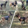 犬の襟の綱K9戦術軍事ベストペットドイツの羊飼いゴールデンレトリバー戦術トレーニング犬のハーネスとリーシュセットすべての品種犬230518