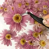 Dekoratif çiçekler 12 adet kurutulmuş gerçek doğal reçine mücevherleri için korunmuş preslenmiş marguerite de valois bitki kartı diy sanat