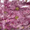 Fleurs décoratives 12 pièces séchées véritable naturel préservé pour bijoux en résine pressée Marguerite De Valois plante carte bricolage Art