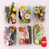 Decorative Flowers Free Gift Dried Mixed For DIY If You Buy A Bouquet Of Rhodanthe Manglesii Ludanniao Flower Arrangement