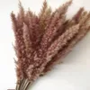 Decoratieve bloemen 15/50 PCS Natuurlijke bulrush gedroogde bloem kleurrijke phragmites trouwfeest Diy Craft Scrapbook Bouquet voor thuis buiten