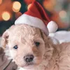 Decoraciones navideñas Navidad pequeño sombrero de Papá Noel de felpa para mascota perro gato sombrero adornos navideños para el hogar gorra Noel Navidad feliz regalo de año nuevo