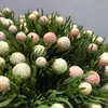 Dekorativa blommor konstgjorda växter sydafrikansk korallfrukt hem trädgård dekorera