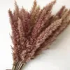 Decoratieve bloemen 15/50 PCS Natuurlijke bulrush gedroogde bloem kleurrijke phragmites trouwfeest Diy Craft Scrapbook Bouquet voor thuis buiten