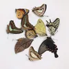 装飾的なオブジェクトの置物10pcs翼を広げることなく本物の蝶の標本DIY練習を作る材料230523