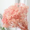 装飾的な花の花の植え付け工場直接販売80g/ロットカラフルなジプソフィラストア開発のためにレアルドライホームデコレーション