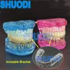 患者コミュニケーションのためのその他の経口衛生歯科モデル歯列矯正モデルは、目に見えない透明なブラケット230524を備えた歯科研究歯モデル