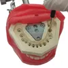 Andra orala hygienens Dental Simulator Phantom Head Ersätt tändermodellen kan installeras på kudden på tandstolen för tandläkarundervisningspraxis 230524
