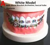 Altro Igiene orale Dentale Igiene orale Dente Denti Modello Modello ortodontico dentale per la comunicazione del paziente Modello di studio dentistico 230524