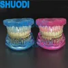 Altro Modello di dente dentale per l'igiene orale Modello ortodontico per la comunicazione con il paziente Modello di denti per studio dentistico con staffa trasparente invisibile 230524