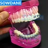 Altro Igiene orale Dentale Igiene orale Dente Denti Modello Modello ortodontico dentale per la comunicazione del paziente Modello di studio dentistico 230524