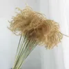 Dekoratif çiçek çelenkleri doğal bitkiler gerçek küçük pampas çim düğün phragmites Bunch ev dekorasyonları korunmuş kurutulmuş buket ornum