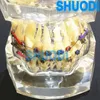 Andere orale hygiëne 1 -stuk tandheelkundige orale zorgtandentanden Model tandheelkundig orthodontisch model voor patiëntcommunicatie Tandarts Studiemodel 230524