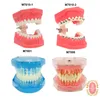 Other Oral Hygiene Multiple Types Dental Model Teeth Dental Teaching Models Study Orthodontic Removable Teeth Implant Models Dentist Material 230524