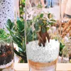 Garden Decorations Decorative Gravel Stones Rocks Agate Polished Natural River Rock Terrarium Plants For