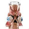 Pipes à fumer Unique Heady Glass Halloween Styles Mti Narguilés 11 pouces Big Bongs 7 mm d'épaisseur Bécher Bong Eau Tube droit Huile Dab Ri Dhe9P