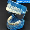 Other Oral Hygiene 1pc Dental Standard Tooth Model Orthodontic Model for Patient Communication Dental Study Clinic Model Tool Unremovable Teeth 230524