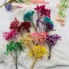 Fiori decorativi Natura artificiale essiccata per bouquet da sposa Giardino Decorazione natalizia per la casa Decorazioni per fondali in finto telefono Gypsophila