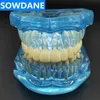 Other Oral Hygiene 1pc Dental Standard Tooth Model Orthodontic Model for Patient Communication Dental Study Clinic Model Tool Unremovable Teeth 230524