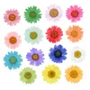Decorative Flowers Good 1080 Pcs Pressed Press Dried Daisy Dry Flower Plants For Epoxy Resin Pendant Necklace Jewelry Making Craft DIY