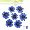 Decorative Flowers Good 1080 Pcs Pressed Press Dried Daisy Dry Flower Plants For Epoxy Resin Pendant Necklace Jewelry Making Craft DIY