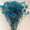 Fleurs décoratives Gypsophile bleu foncé Plante naturelle séchée Flores Artificiales Para Decoracion Usine Ventes directes Achats gratuits 80g