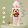 14stcs Set Human Organ Model Children Diy verzamelden medische vroege wetenschaps- en onderwijsspeelgoed