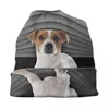 Baskar söta jack russell terrier beanie cap unisex vinter varm bonnet femme stickning hattar coola utomhus husdjurskallar mössor