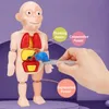 18pcs/set 어린이 계몽 과학 및 교육 인간 장기 모델 장식 DIY 의료 초기 교육 퍼즐 모델 장난감