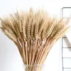 Decoratieve bloemen 100 stks tarweoren natuurlijke gedroogde bloemenboeket gouden kleur diy ambachtelijke kerstbruiling decoraties thuis feestdecoratie