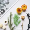 Декоративные цветы натуральные растения сушеные цветочные материалы Упаковка DIY Восковой кусочек подарочный коробка эпоксидная смола