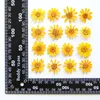 Dekorativa blommor smör daisy 120 st original gul färg pressad blomma för diy student handarbete material gratis sändning