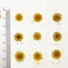 Dekorativa blommor Dye White Chrysanthemum Decorations Pressed Flower 3 olika storlek Fri leverans 1 Lot / 120 st