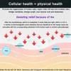 마사지 전시 대체 마사지 Terahertz 블로어 장치 조명 치료 마사지 물리 치료 기계 모발 송풍기 관리 통증 완화 치유 23053