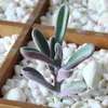 Dekoratif Çiçekler 6 PCS Simüle Succulents Plastik Sahte Bitkiler Cam Konteyner Süslemeleri PVC DIY YEŞİL yaprak minyatür