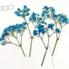 Dekorative Blumenprodukte, getrockneter Schleierkraut, mehrere Farben, kostenloser Versand, 1 Packung/10 Beutel (80 Stück)
