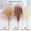 Decorative Flowers Fluffy Natural Dried Bouquet Pampas Grass For Garden Wedding Decoration Aesthetic Phragmites Party Accessory Home Decor