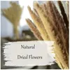 Dekorative Blumen Pampasgras Blätter Blumenstrauß Hochzeitsdekorationen Natürliche getrocknete Phragmites Schilfrohr Arrangement Dekor Weihnachten für den Heimtisch