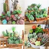 Couronnes de fleurs décoratives flocage accessoires d'arrangement de fleurs fausse plante en plastique succulente en pot Simation livraison directe maison Garde BJ