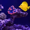 サンゴの水族館人工植物樹脂海の植物装飾シミュレーション非毒性淡水塩水水槽装飾231201