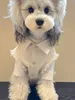 Hundkläder Cat Denim Jacket Fashion White Coat Vest Harness for Pet Puppy Taddy Schnauzer Spring Autumn Clothes 231201