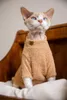 Costumi per gatti Autunno e inverno Nuvole Velluto Vestiti per animali Gatti Maglione Sfinge Gattino Acessorios Ropa Gato Cucciolo