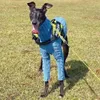 Vêtements pour chiens Pull d'hiver Italien Greyhound Whippet Col roulé Twist Manteau chaud Vêtements pour chiens tricotés 231130