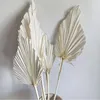 装飾的な花5pcs自由hohoげたフローラルアレナメントブルーム乾燥ミニフラワードライパームが葉の天然ファンの葉の葉の結婚式の装飾
