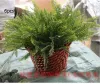 Top Quality Artificial Flower Leaves Plants Pretty Fake Lifelike Plastic Persian Grass Lysimachia Fern floral decoration