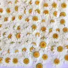 100pcs أبيض ديزي الزهور المجففة الزهور الطبيعية لزهرة الراتنج للهاتف المحمول قلادة سوار المجوهرات مادة الديكور 2295g