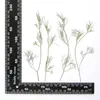 Decorative Flowers 120pcs Pressed Dried Cyclospermum Leptophyllum Herbarium For Resin Epoxy Jewelry Card Bookmark Frame Phone Case Face