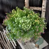 装飾的な花2023美しいフルスカイスターフラワーバンドル人工植物は決してフェードできないウェディングホームクラフトデコレーションDIYアクセサリー
